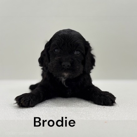 puppy, for, sale, Cocker Spaniel, Joe & Cherri  Overlease, dog, breeder, Miller, MO, dog-breeder, puppy-for-sale, forsale, nearby, find, puppyfind, locator, puppylocator, aca